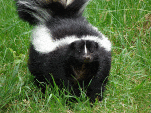 skunk-1392814c